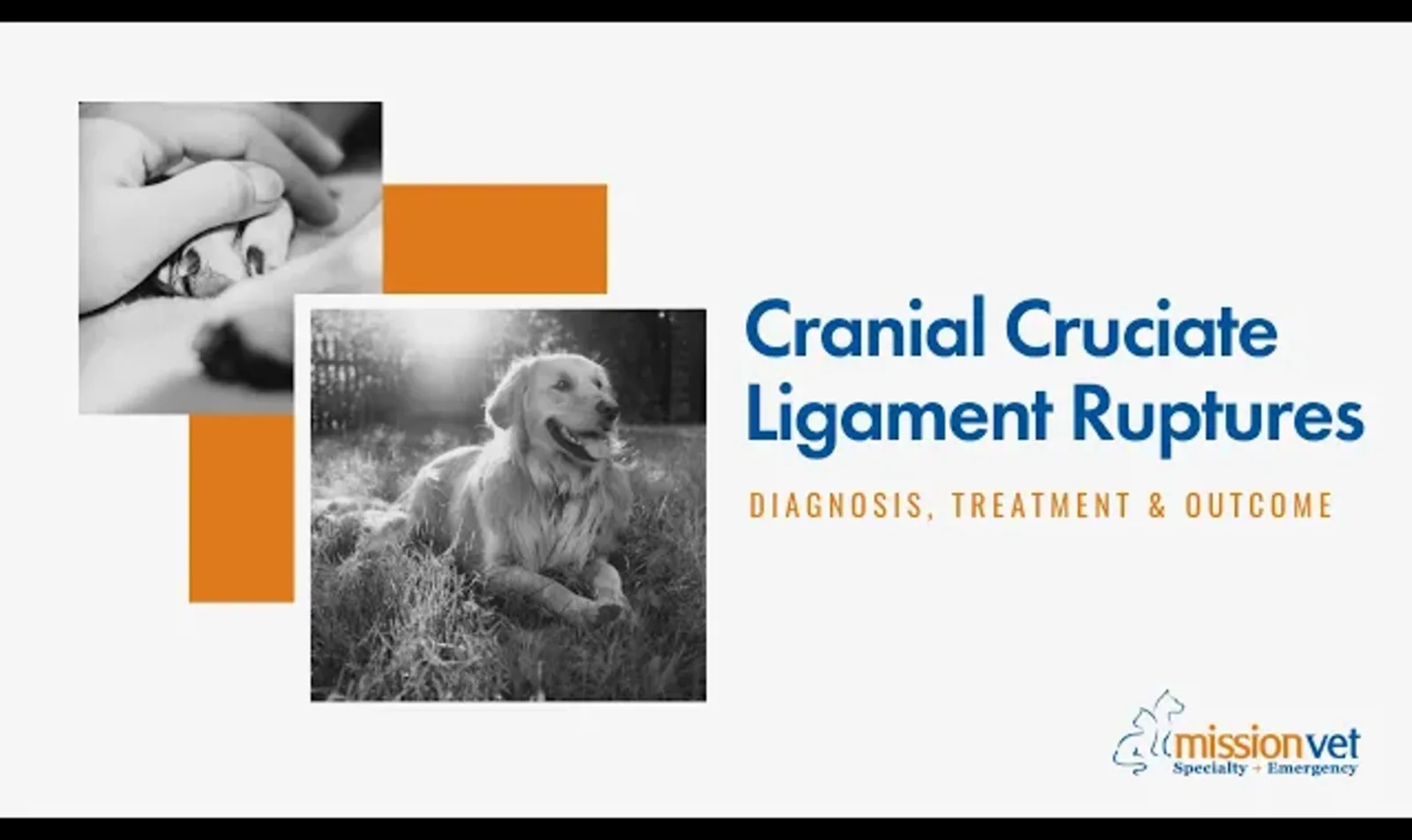 Cranial Cruciate Ligament Ruptures in Dogs thumbnail